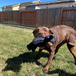 CHEWCORE – Durable Rubber Dog Toy with Built-In Squeaker