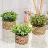 Green Plant Pot
