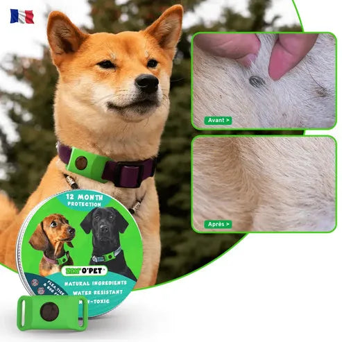 Flea and Tick Collar for Dogs – 8-Month Natural Protection for All Breeds & Sizes – Water-Resistant Adjustable Pest Repellent