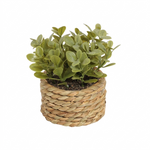 Green Plant Pot