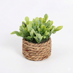Green Plant Pot