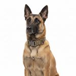 Padded Tactical Dog Collar with Handle – Adjustable Heavy-Duty Nylon for Training, Walks & Active Dogs